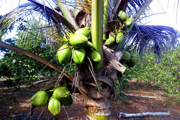 Cocotero cargado de frutos, biodiversidad de la finca