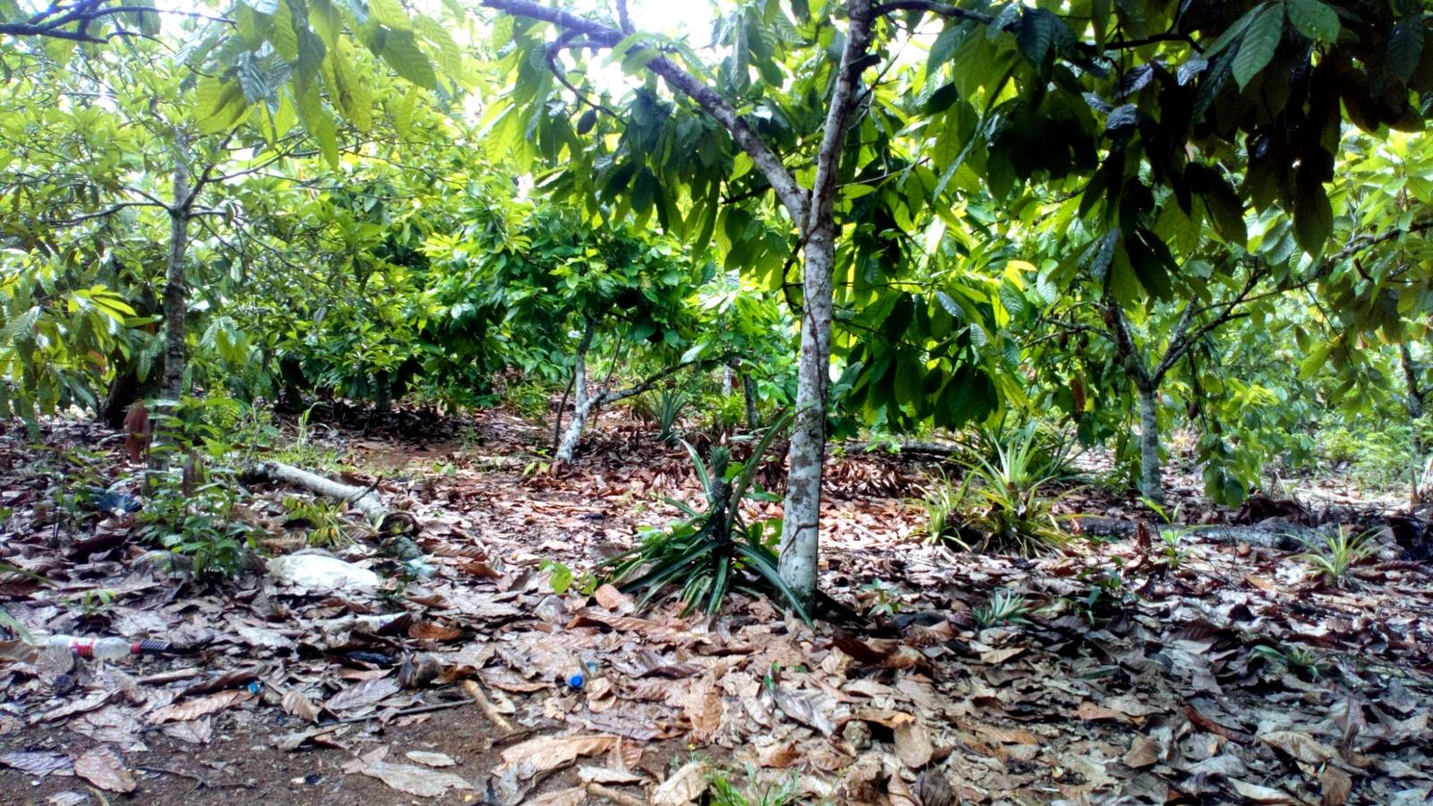 CACAO AGROSAFRA