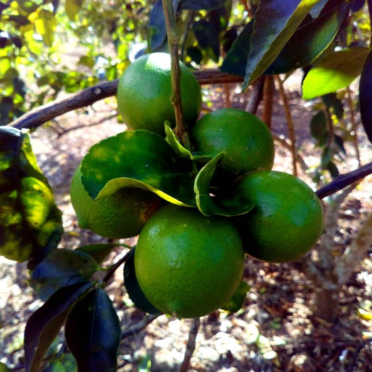 LIMÓN PERSA AGROSAFRA