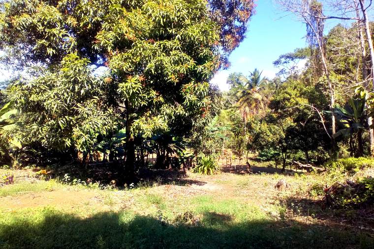 Paisaje agrícola dominicano