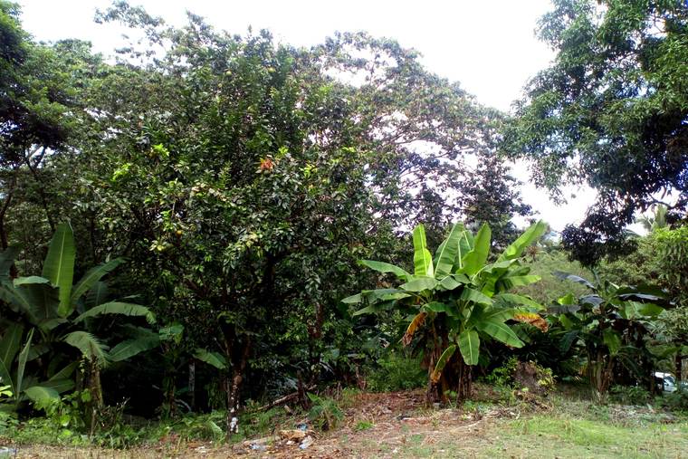Fotografía agrícola