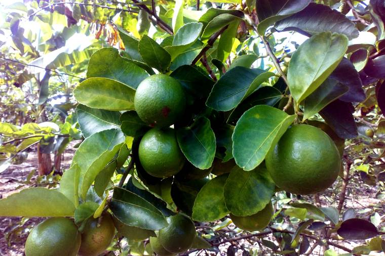 LIMÓN PERSA AGROSAFRA