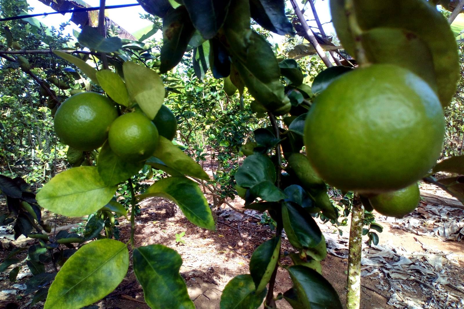 Campo agrícola dominicano — fotografía temporal