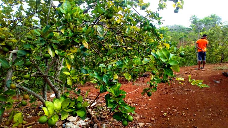 Cosecha de limón persa