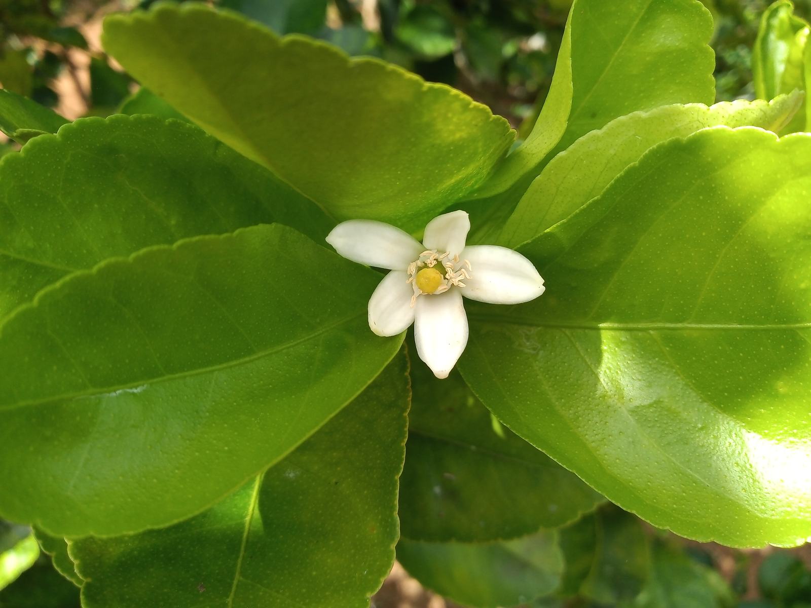 Fotografía agrícola