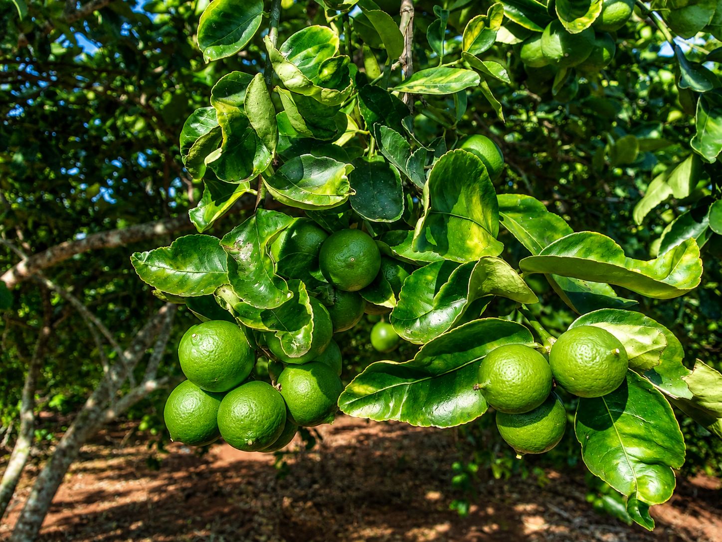 Fotografía agrícola