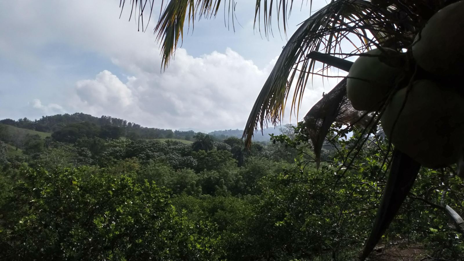 UNA VISTA DE LA FINCA LOS COQUITOS